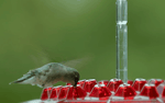 Tuzwa Ant-Proof Hummingbird Feeder – Outdoor Nectar Bird Feeder with Built-In Perch & Easy-Fill Design