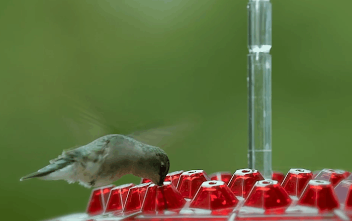 Tuzwa Ant-Proof Hummingbird Feeder – Outdoor Nectar Bird Feeder with Built-In Perch & Easy-Fill Design