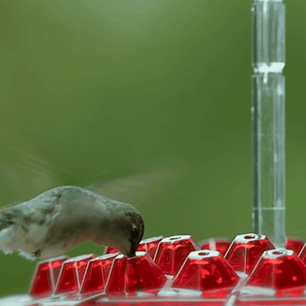 Ant Proof Hummingbird Feeder with Ant Moat, Hanging Bird Feeder for Outdoor – image 7
