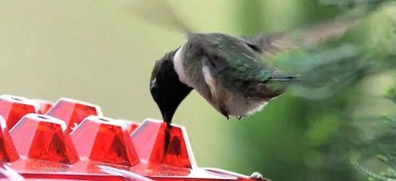 Tuzwa Ant-Proof Hummingbird Feeder – Outdoor Nectar Bird Feeder with Built-In Perch & Easy-Fill Design