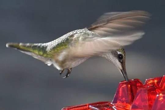 Tuzwa Ant-Proof Hummingbird Feeder – Outdoor Nectar Bird Feeder with Built-In Perch & Easy-Fill Design