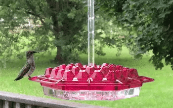Ant Proof Hummingbird Feeder with Ant Moat, Bird Feeder for Patio – image 11