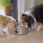 Tuzwa 7L Automatic Pet Water Fountain – 304 Stainless Steel Cat & Dog Water Dispenser with 5-Layer Filter, Water Level Window & Quiet Operation