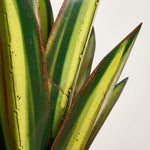 Agavelle | Waterproof Solar Garden Ornament with Handcrafted Design | Durable Accent for Effortless Outdoor Beauty 3