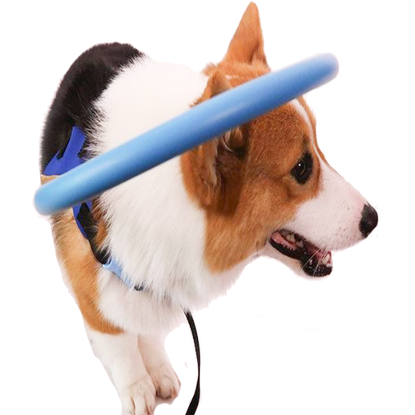 Bumper Collar Dog Harness for Blind Dogs with Lightweight Design | Safe Mobility for Daily Walks 0