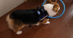 Bumper Collar Dog Harness for Blind Dogs with Lightweight Design | Safe Mobility for Daily Walks 4