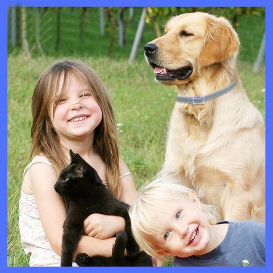 Flea and Tick Prevention for Dogs, One Size