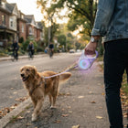 Retractable Dog Leash with 100 Lumen LED Spotlight, Cat Leash and Dog Walking Leash 5 m with RGB Light Ring at Night