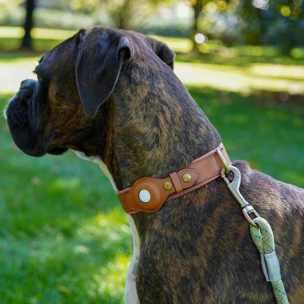 EcoTrack | Premium Dog Collar with AirTag Holder for Easy Tracking 10
