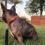 EcoTrack | Premium Dog Collar with AirTag Holder for Easy Tracking 8
