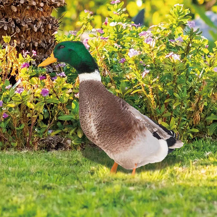 Outdoor Duck Decorations, Double Sided Lawn Ornaments, Outdoor Garden Decor with Ground Stake for Yard and Flower Bed