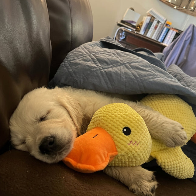 Interactive Dog Toy | Calming Plush Duck with Quacking Sound | Engaging Play for Stress Relief 1