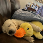 Interactive Dog Toy | Calming Plush Duck with Quacking Sound | Engaging Play for Stress Relief 1