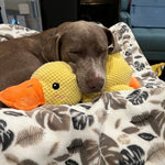 Interactive Dog Toy | Calming Plush Duck with Quacking Sound | Engaging Play for Stress Relief 5