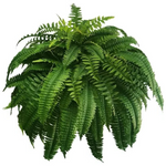 Lifelike Artificial Boston Fern with UV Resistance & Waterproof Design for Year-Round Outdoor Décor 5
