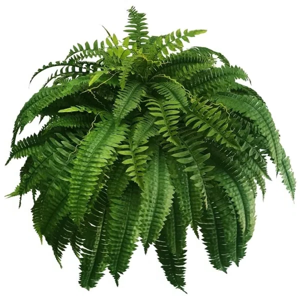 Lifelike Artificial Boston Fern with UV Resistance & Waterproof Design for Year-Round Outdoor Décor 5
