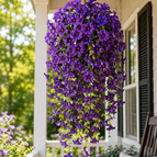Purple / 2