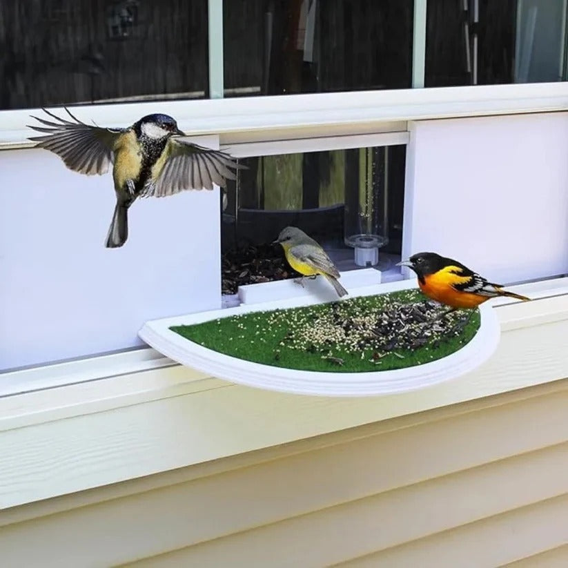 Nature's View | Transparent Window Bird Feeder with Easy Suction Cup Setup | Perfect for Bird Watching from Home 6