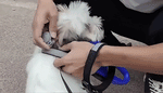 NovaTrail | Dog GPS Tracker with Real-Time Location Updates | Compact Design for Pet Safety 3