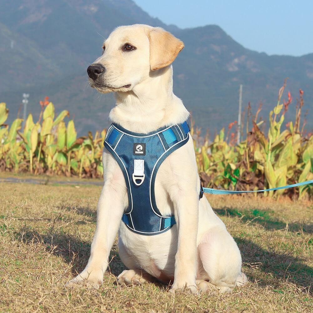 PawsControl | No Pull Dog Harness with Adjustable Straps | Comfortable Fit for Stress-Free Walks 0