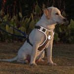 PawsControl | No Pull Dog Harness with Adjustable Straps | Comfortable Fit for Stress-Free Walks 5