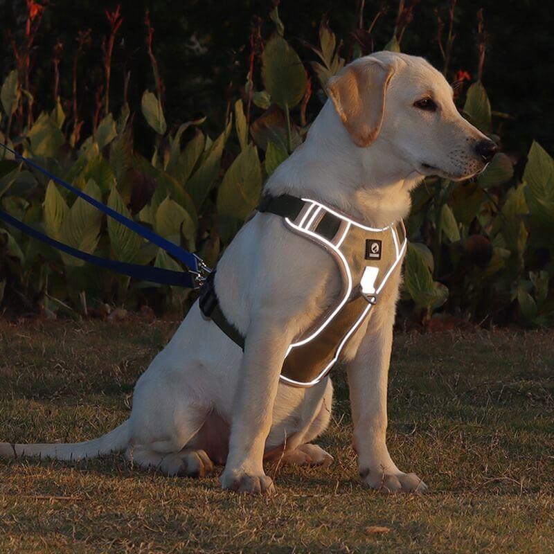 PawsControl | No Pull Dog Harness with Adjustable Straps | Comfortable Fit for Stress-Free Walks 5