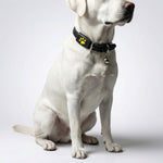 Pet Tracker | Compact Collar Tag with App Location & Long Battery Life | Lightweight Design for Everyday Use 2