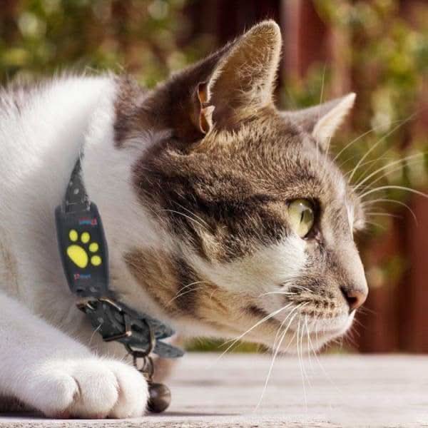 Pet Tracker | Compact Collar Tag with App Location & Long Battery Life | Lightweight Design for Everyday Use 6