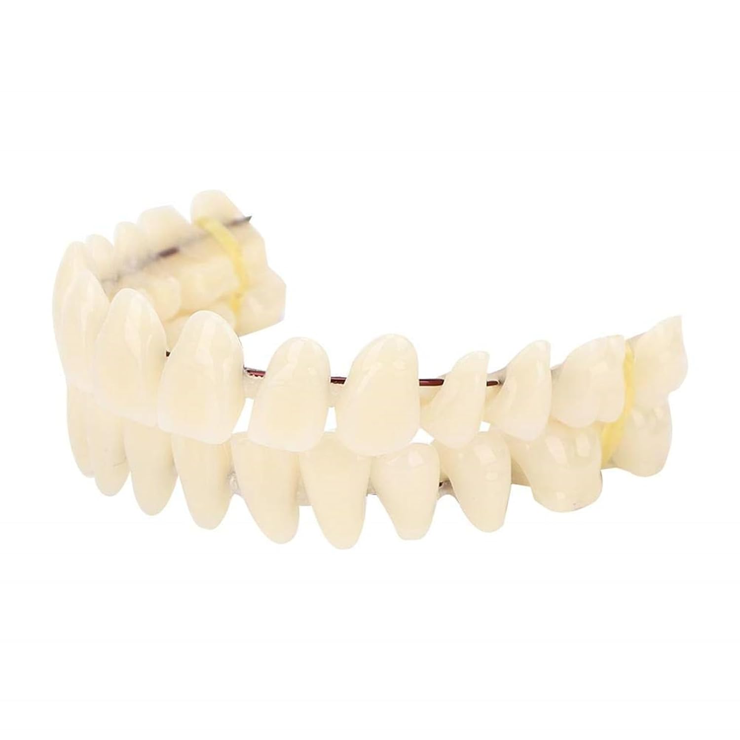 Resin Teeth Model Set for Teaching with Customizable Fit | Durable Dental Models for Oral Health Education 1