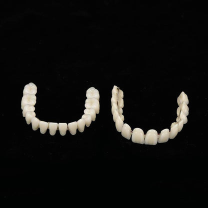 Resin Teeth Model Set for Teaching with Customizable Fit | Durable Dental Models for Oral Health Education 2