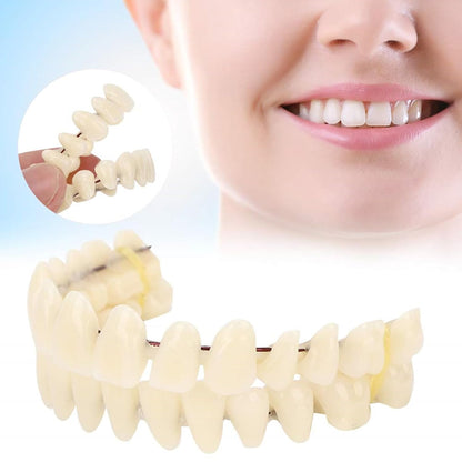Resin Teeth Model Set for Teaching with Customizable Fit | Durable Dental Models for Oral Health Education 5