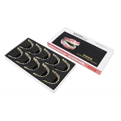 Resin Teeth Model Set for Teaching with Customizable Fit | Durable Dental Models for Oral Health Education 6
