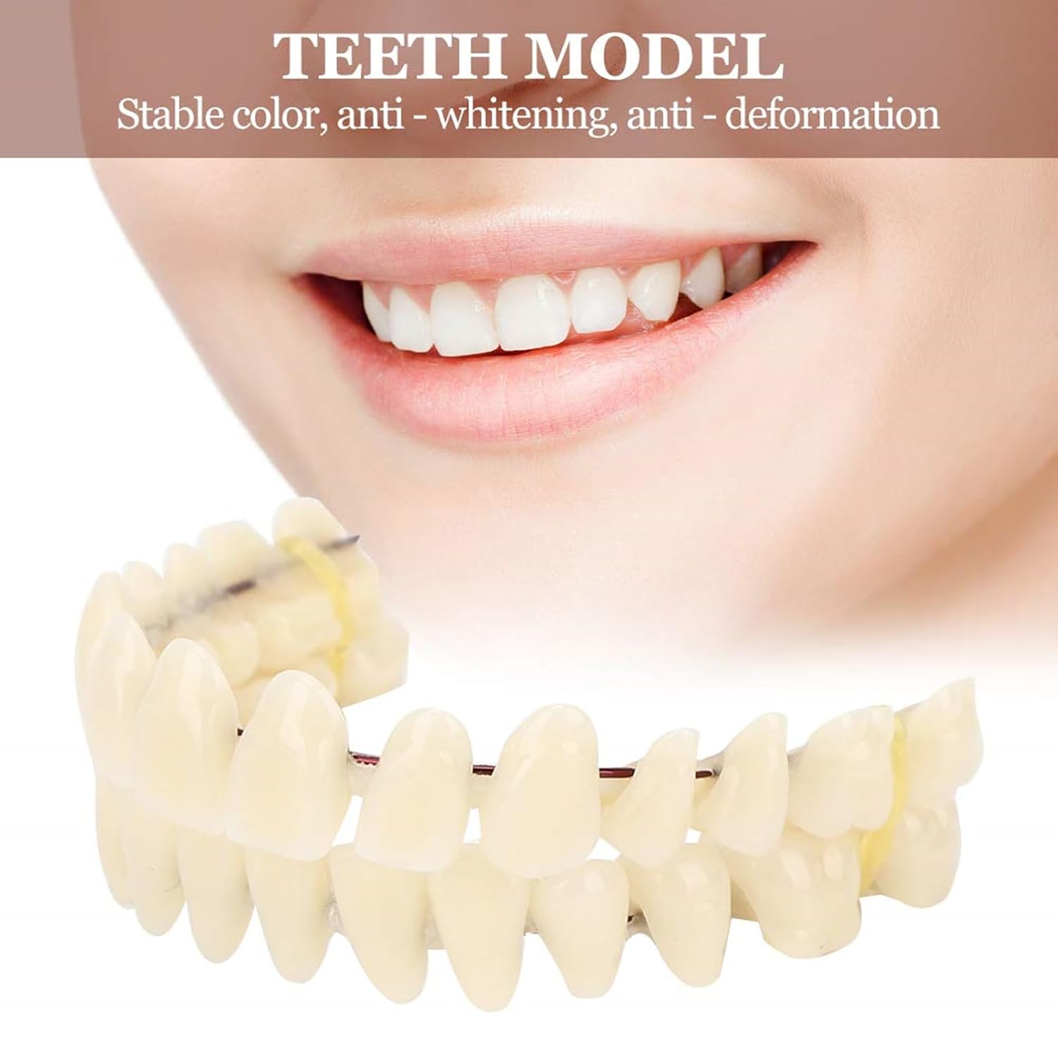 Resin Teeth Model Set for Teaching with Customizable Fit | Durable Dental Models for Oral Health Education 7