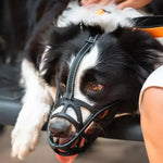 SafeBark | Dog Muzzle with Breathable Fabric & Comfortable Fit | Anti-Bite and Anti-Bark Solution 0