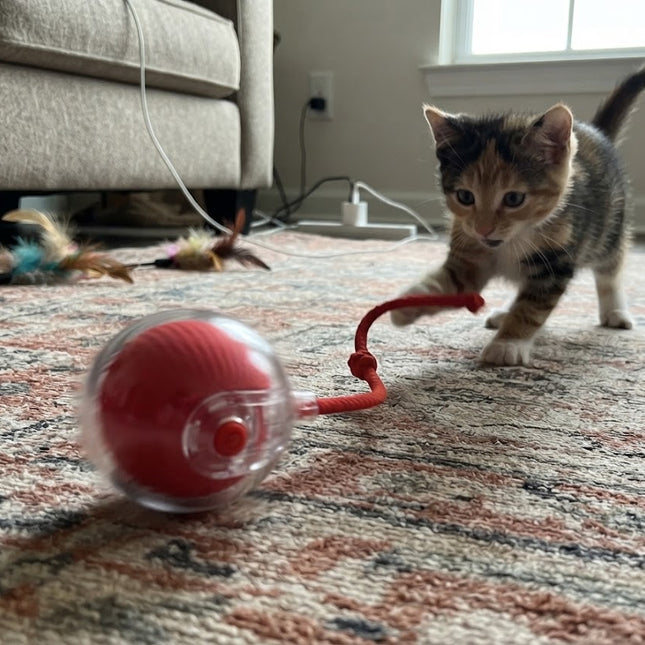Interactive Cat Toy for Indoor Cats, Automatic Rolling Cat Ball Toy with 3 Modes, Moving Cat Toy for Kittens