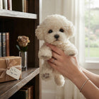 Plush Dog Toy, Realistic Teddy Dog Plushie with Hand Sculpted Paws and Nose, Lifelike Plush Puppy, Gift for Dog Lovers