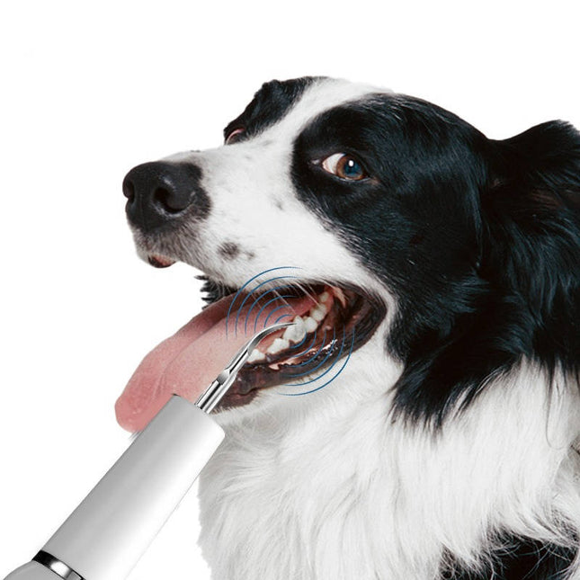 Dog Plaque Remover and Tartar Remover at Home