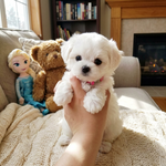 Plush Puppy Toy