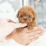 Tuzwa Interactive Robotic Puppy – Voice & Touch Responsive Walking Toy Dog with Barking, Wagging Tail & Lifelike Design