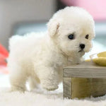 Tuzwa Interactive Robotic Puppy – Voice & Touch Responsive Walking Toy Dog with Barking, Wagging Tail & Lifelike Design