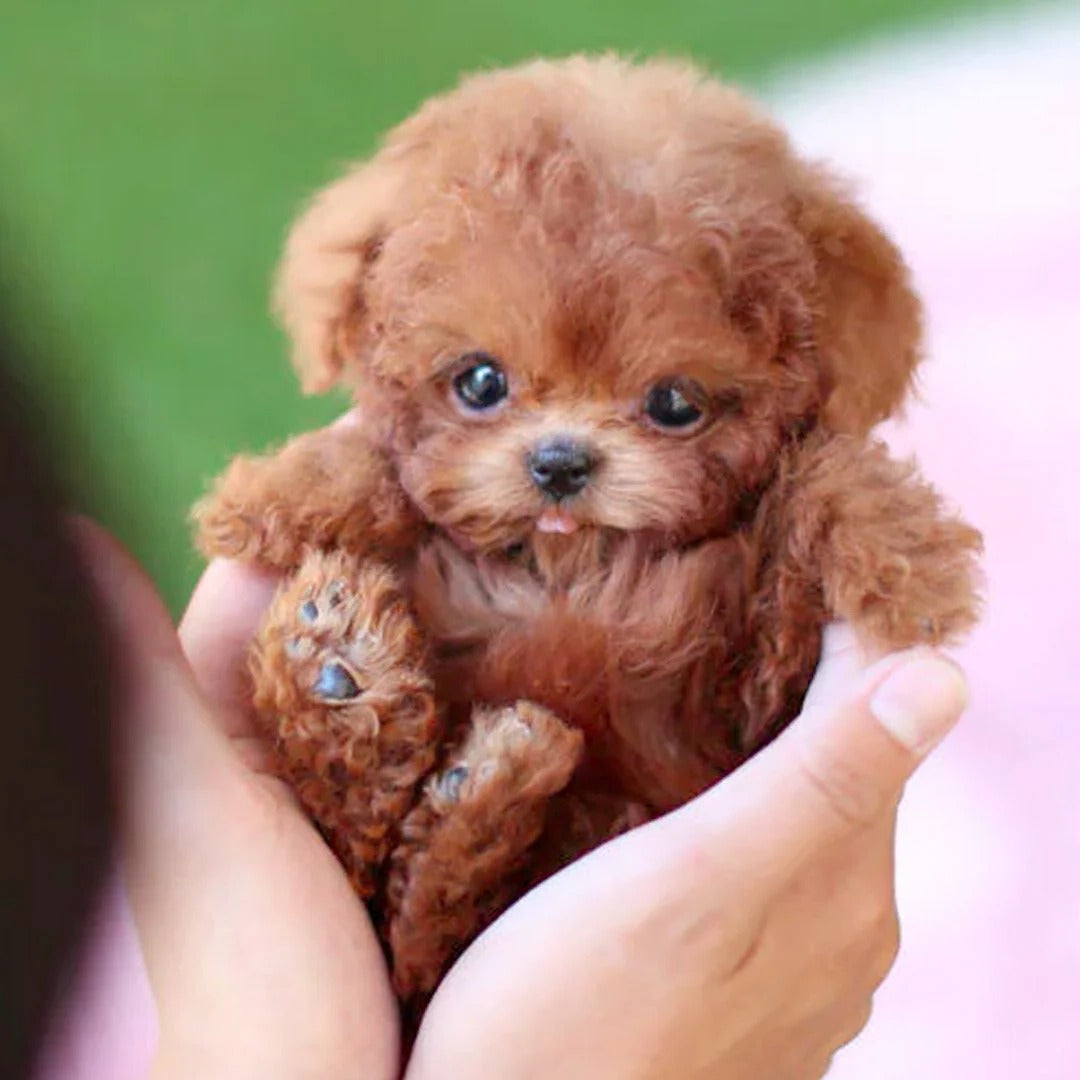 Tuzwa Interactive Robotic Puppy – Voice & Touch Responsive Walking Toy Dog with Barking, Wagging Tail & Lifelike Design