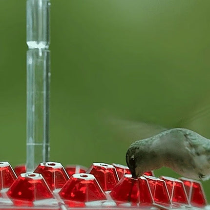Hummingbird Feeder with Ant Moat, Hanging Hummingbird Feeder with 30 Feeding Ports