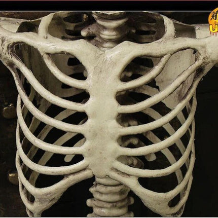Life Size Halloween Skeleton, Outdoor Skeleton Decoration