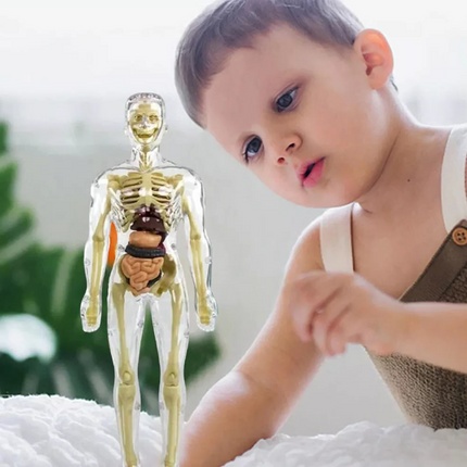 3D Anatomy Model for Kids