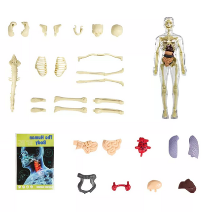 3D Anatomy Model for Kids, Human Anatomy Model Torso with Removable Organs and Muscles