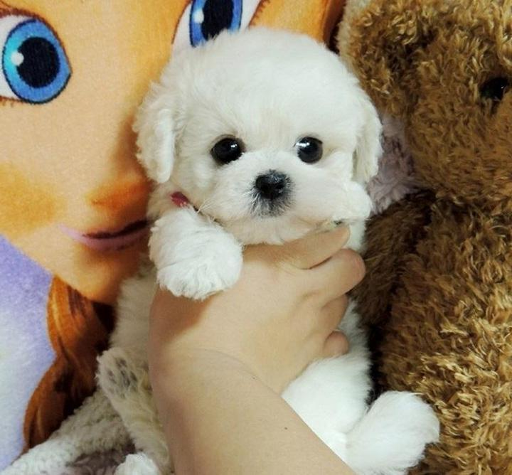 Tuzwa Lifelike Plush Puppy Toy – 14" Weighted Stuffed Dog with Soft Synthetic Fur, Sculpted Details & Polyester Fiber Filling