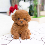 Tuzwa Lifelike Plush Puppy Toy – 14" Weighted Stuffed Dog with Soft Synthetic Fur, Sculpted Details & Polyester Fiber Filling