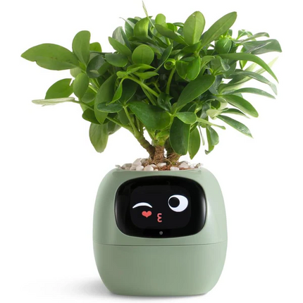 Planters for Indoor Plants, Outdoor Planter – image 6