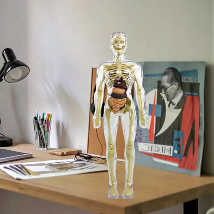 3D Anatomy Model for Kids – image 4