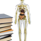 3D Anatomy Model for Kids, Human Anatomy Model Torso with Removable Organs and Muscles, Anatomy Torso for Learning